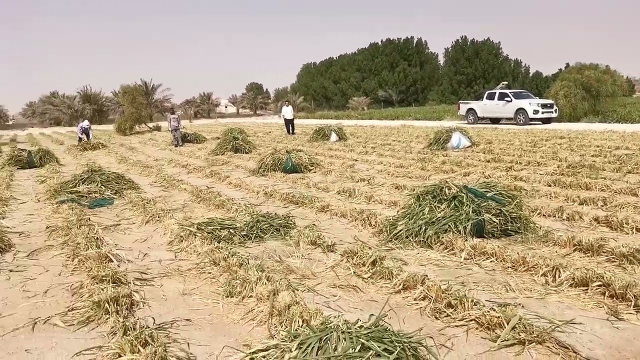 بونيكام الدمام. زراعة اعلاف 