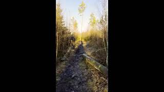 #shorts | 60 second relaxing forest walk