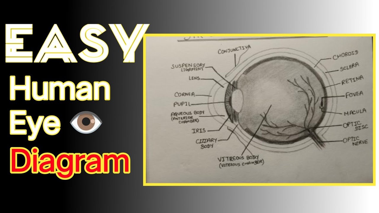 Easy Human Eye Diagram, human eye Diagram - YouTube