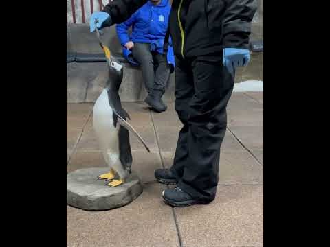 Meeting penguins @ Ski Dubai🐧 – they’re so cute! | #skidubai