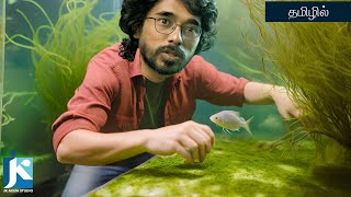 I SOLVED THE GREEN DUST ALGAE (GDA) IN MY TANK | EP - 252 | TAMIL by Karthick JK 3,471 views 1 month ago 14 minutes, 55 seconds