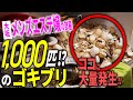 【閲覧注意】大阪メンエス嬢宅でゴキブリ大量発生!プロが限界!? 絶叫した衝撃現場|ゴミ屋敷清掃