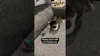 Mr. Toe Beans loves to roll his toys around! #cat #rescue #fetch #catvideos #rescuecat
