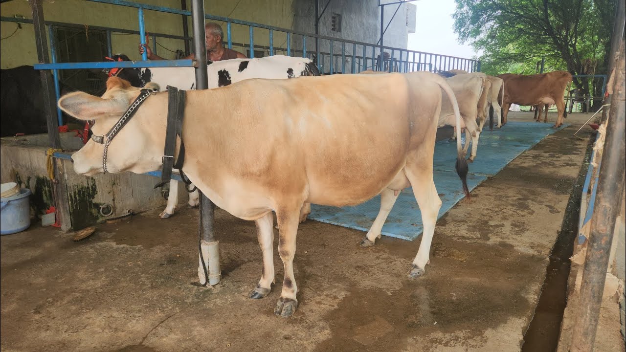Top quality ki jersey cow ka lot for sale 9041094885 YouTube