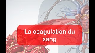 La coagulation du sang ( clotting blood/تخثر الدم )