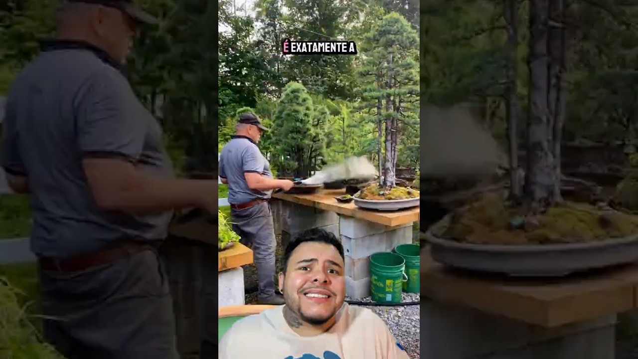 BONSAI SÃO ÁRVORES NORMAIS?