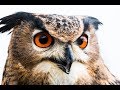 Патологическое &quot;Что? Где? Когда?&quot;. Выпуск 4.