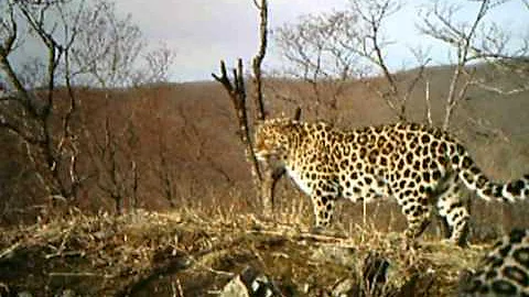 Amur leopards caught on camera trap - DayDayNews