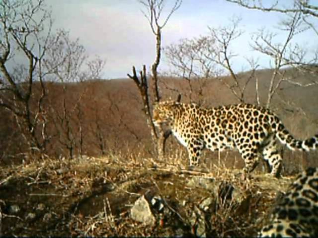 Why are amur leopards endangered?