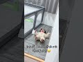 ミルク貰えるってわかった時の喜び方😂