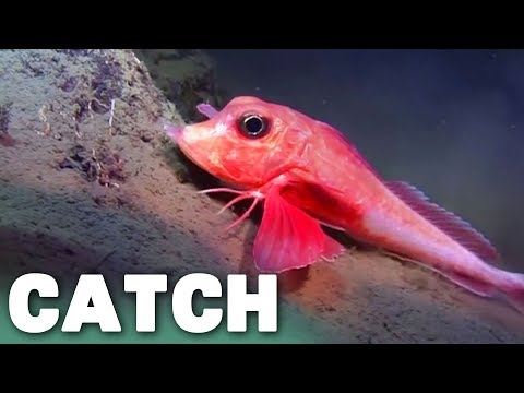 गहरे समुद्र में रहने वाले जीव: भूमध्यसागरीय | एलियन रीफ्स (कोरल डॉक्यूमेंट्री) | पकड़