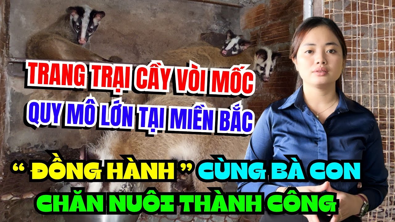 Trang Trại Cầy Vòi Mốc (Chồn Mốc) Sẵn Sàng 