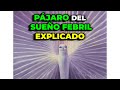 ESTE PÁJARO APARECE EN TUS SUEÑOS de FIEBRE… ¿POR QUÉ? | ORIGEN EXPLICADO