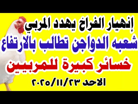 اسعار الفراخ اليوم سعر الفراخ البيضاء اليوم الاحد 23 11 2025 في مصر جمله وقطاعي