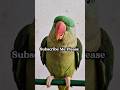 Make your parrot happier today #happyparrot #parrot #petcare #funnyanimals