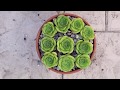 Planting Aeonium "Lily Pad"