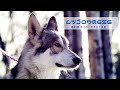 第80回オオカミ犬タロウのはなし