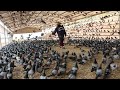 How Millions of Pigeons Are Processed 🕊️ – Inside China's Massive Pigeon Meat Factory