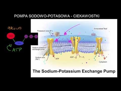 Wideo: Czy pompa sodowo-potasowa jest aktywna czy pasywna?