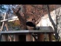 神戶市立王子動物園～パンダ～ の動画、YouTube動画。