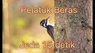 Masteran Pelatuk Beras Versi Pendek