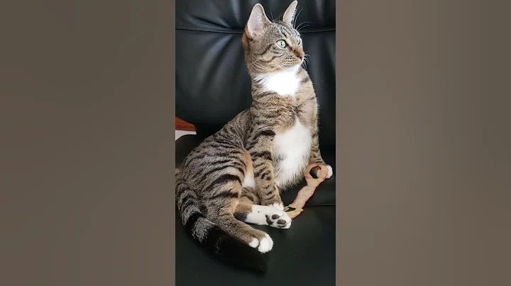 Watch the video about You my honey bunch cuppy cake 🎂 😋 #shorts #viralshorts #cats #kitty #animals #viral #funny #cute