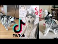 Huskies Being Huskies [TikTok Compilation 2021] ~ Funny Dogs 🐶