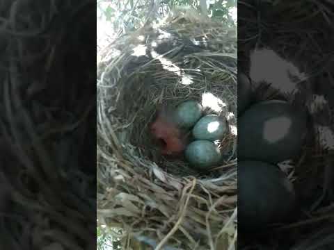 بريت فلسطين انطزار فقس بيض طأر السمان البري لايك