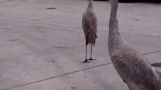 VID 20151027 121323156