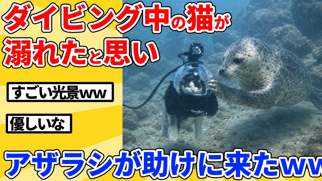 【2ch動物スレ】ダイビング中の猫が溺れてると思ったアザラシが助けに来たwwwww