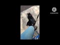 #viral smart dog funny videos#trending samajhdar dog#comedy bike riders dog 🤣