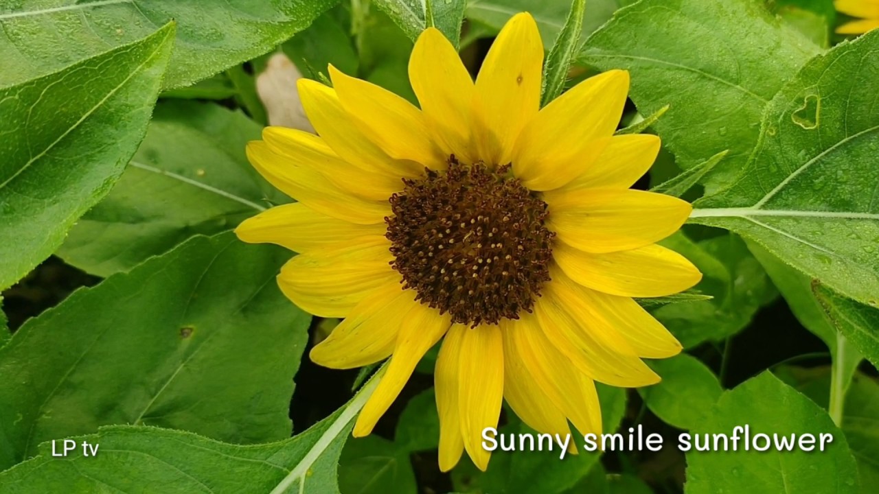 ทานตะวันเตี้ย Sunny smile Sunflower - YouTube