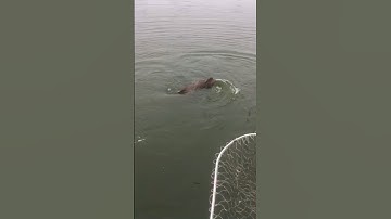 3 Tiêu Hồ Tây va Thuỷ Quái 13kg #viral #fishing #cauca #hungbatieu #3tieu