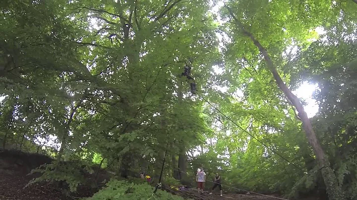 Tree Swinging