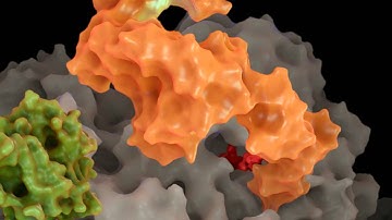 Trigger factor-nascent peptide chain-ribosome interactions animation
