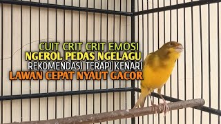 kenari gacor panjang Cuit Cuit EMOSI, Pancingan Kenari Paud Belajar Bunyi, terapi AMPUH Kenari MACET