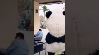 اضحك مع دب الباندا الشهير الصيني 🤣😂😂😂😂🐼🐼