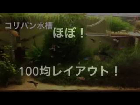 金魚水槽 立ち上げ③100均の人工水草でレイアウト