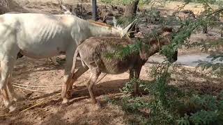 Semental Corindõn caballos Encuentro deprimavera con yeguas Cavalos Burro // 2024