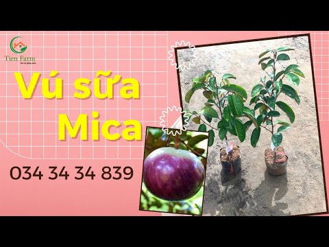 Video Trồng cây vú sữa mica bao lâu có trái| TienFarm|... - youtube