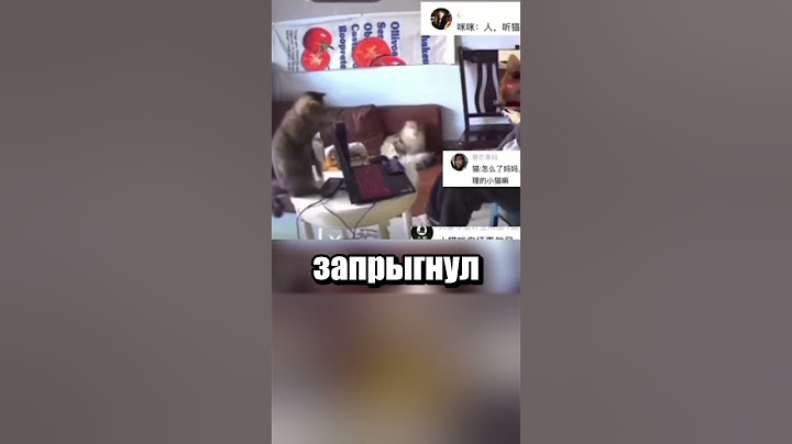 Котик просто хотел внимания