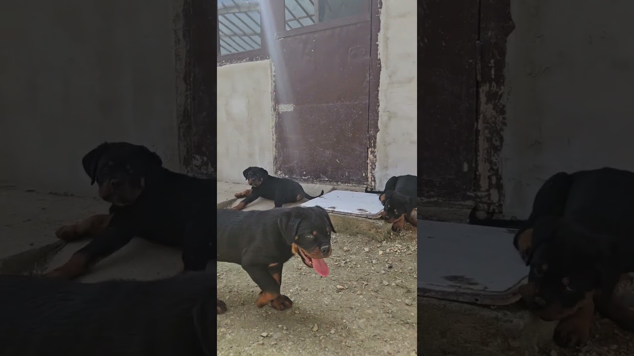 Rotvajler stenci - Black Summit odgajivacnica - muzjaci iz J legla