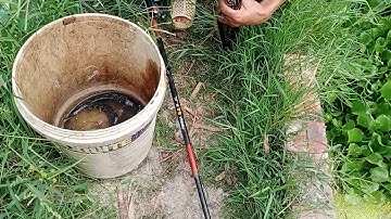 dùng mồi ốc bưu vàng nhử cá chuối hoa