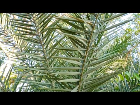 वीडियो: क्या खजूर के पेड़ झुकते हैं?