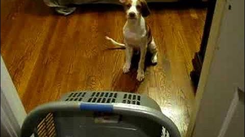 Roy demonstrates a cognitive map