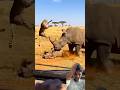 #animals #wildlife #chhotaalivlogs