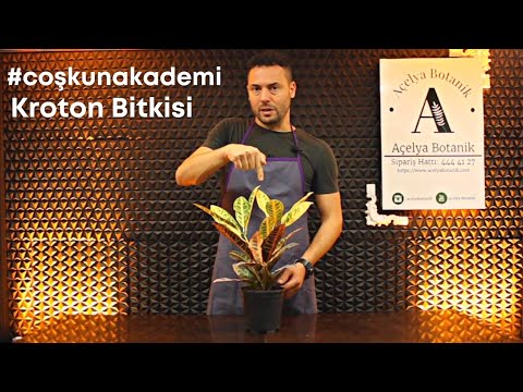 Video: Amonyağı Nötralize Etmenin 3 Yolu