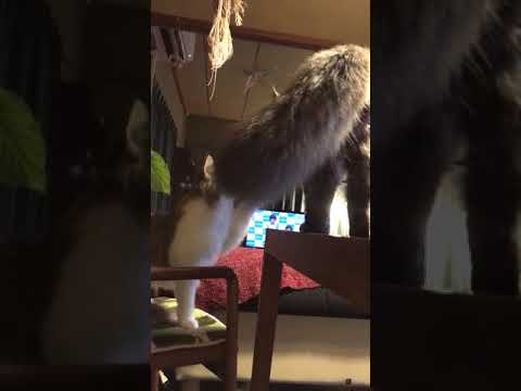 佐々木美絵ブリーダーからお迎えしたメインクーン：空くん