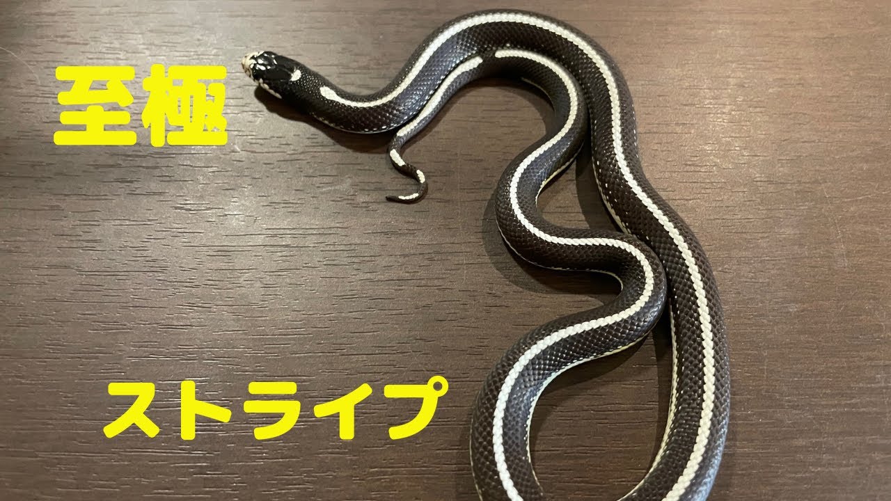 カリフォルニアキングスネーク】このストライプは至高です - YouTube