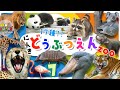 【子供向け どうぶつアニメ】動物園へ行こう!part7☆どうぶつえんで人気の17種類の動物大集合!パンダ コアラ くま|肉食動物 草食動物 動物図鑑 どうぶつ|animal zoo【動物 知育動画】